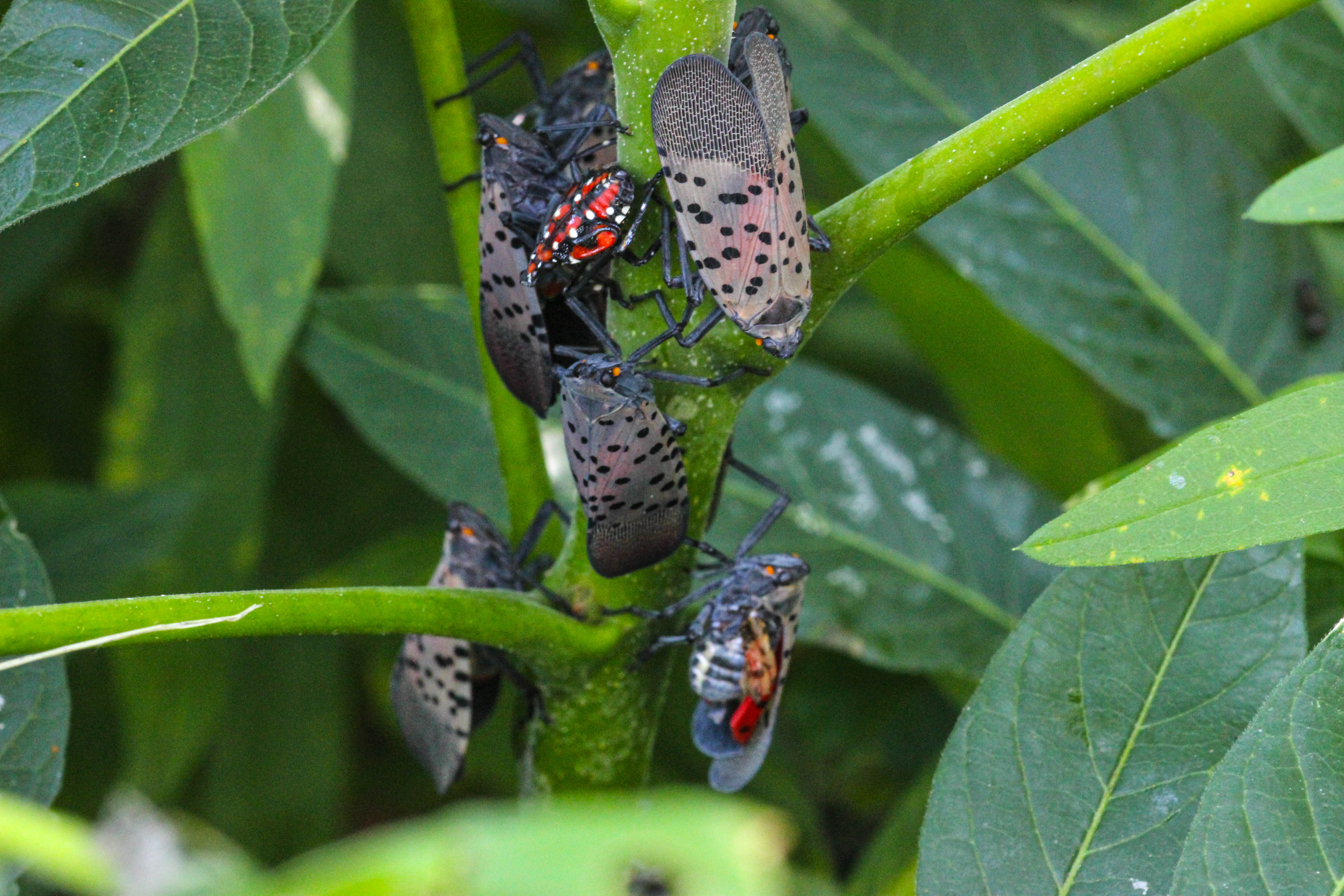 Fig 4 replace ToH.Spotted lanternfly adults and fourth instar nymph on a tree.